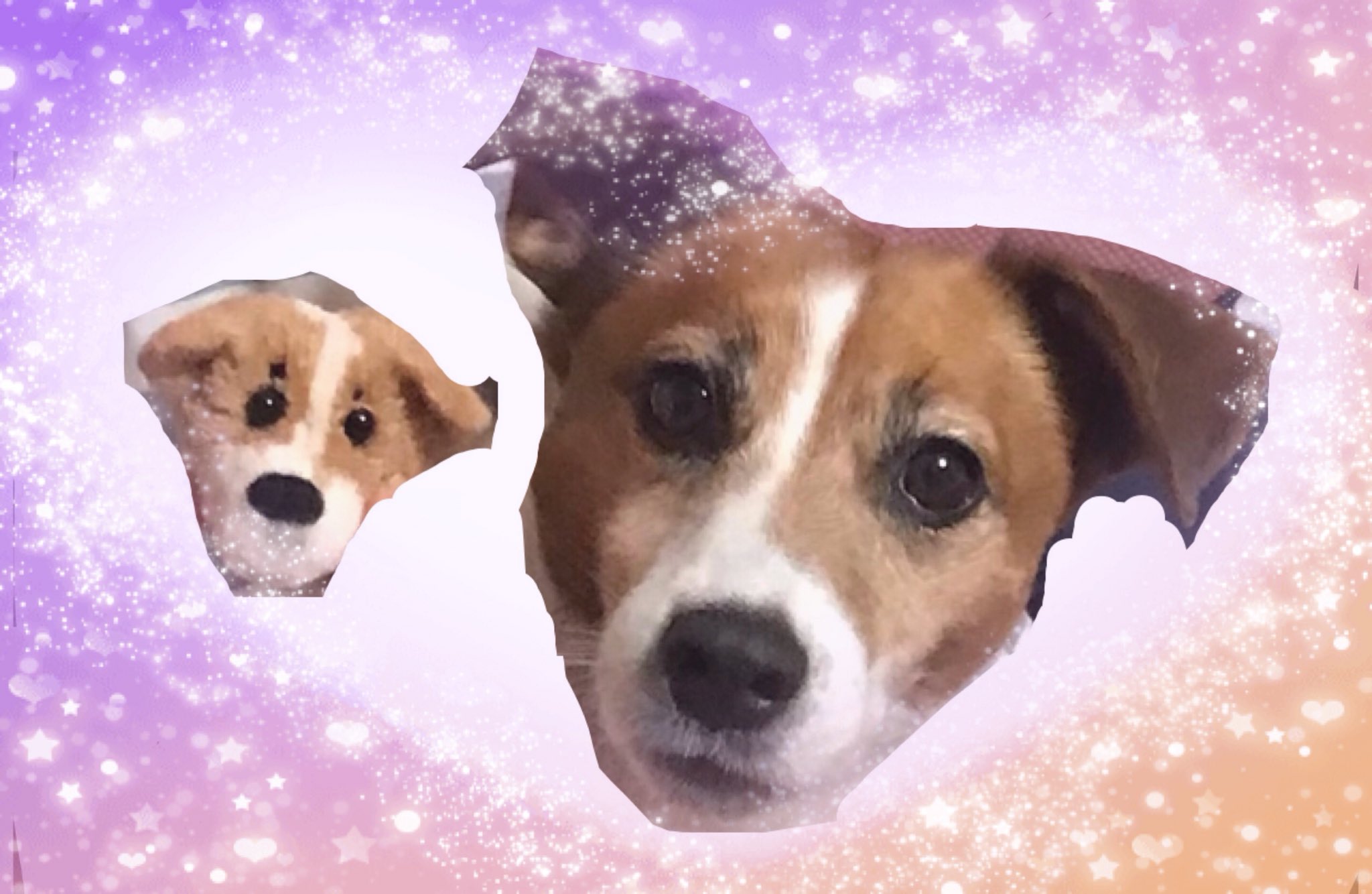 マスクマンの犬 Twitter Search Twitter