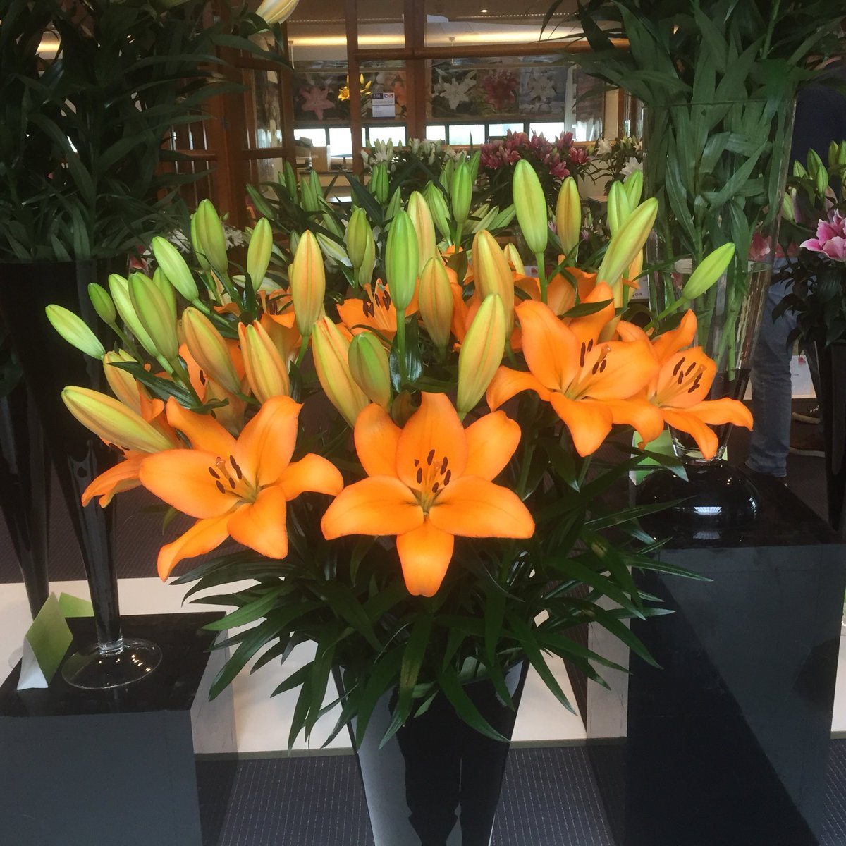 JohanvScheepen's tweet image. De oranje Pomonte van World Breeding de beste Az/LA van de show in Lisse bij CNB, Dalinda van KV Roselily werd de beste dubbele.