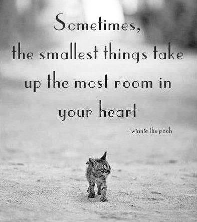 dargdays's tweet image. Thought for the day...
#dargdays #WednesdayWisdom #AdoptDontShop