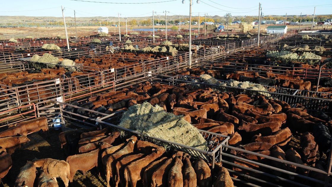 billingsgazette's tweet photo. Chinese eCommerce giant strikes $300 million #Montana beef deal https://t.co/dqxZCZ6gXS #news https://t.co/wqdNEGHXJm