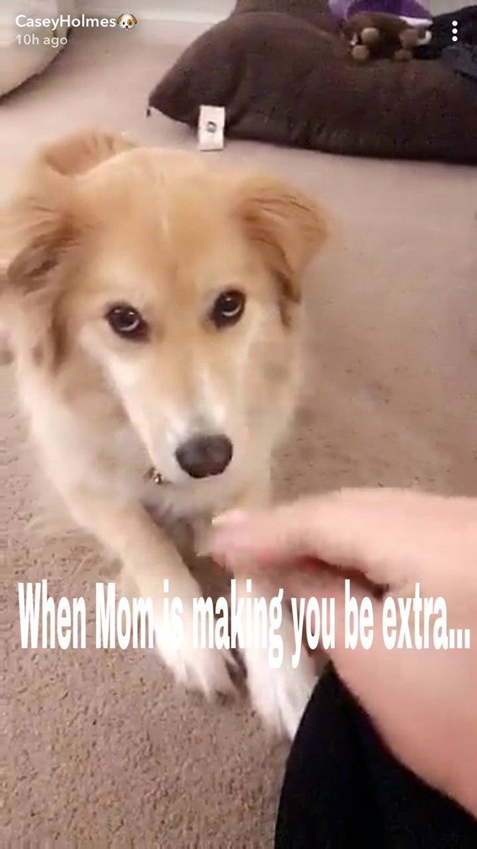 EmilyEmilykayv's tweet photo. @Cassy Holmes . I die for your dogs personalities 😭😍 #PicsArt https://t.co/9MLkmhxjpJ