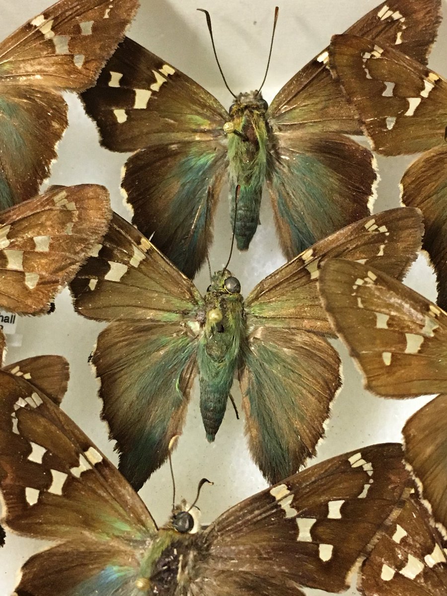 OSUCatOSU's tweet photo. Over 12,000 skipper #butterflies digitized as part of @NSF_BIO funded #LEPNET https://t.co/cZ8b0SIbze #EntSoc17 #entcollntwrk @osuc_curator https://t.co/bOnl1yi8iD