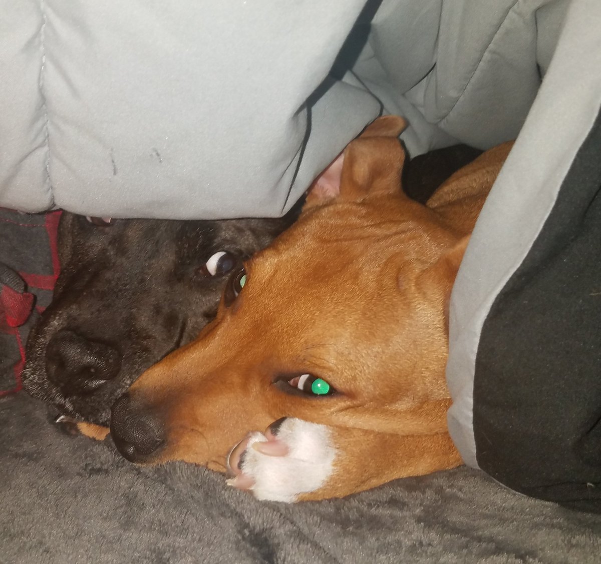 BernieLomaxPSN's tweet photo. #snuggleteam https://t.co/tAYEyUJGkB