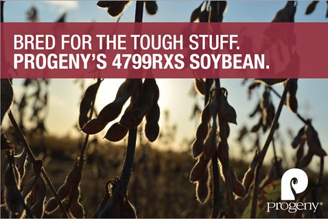 ProgenyAgronomy's tweet image. Our P 4799 RXS is bred to take it all. With the vigor to withstand first and last planting, and the toughest soil you’ve got, this bean gets the job done. Click progenyag.com/4799RXS to learn more!