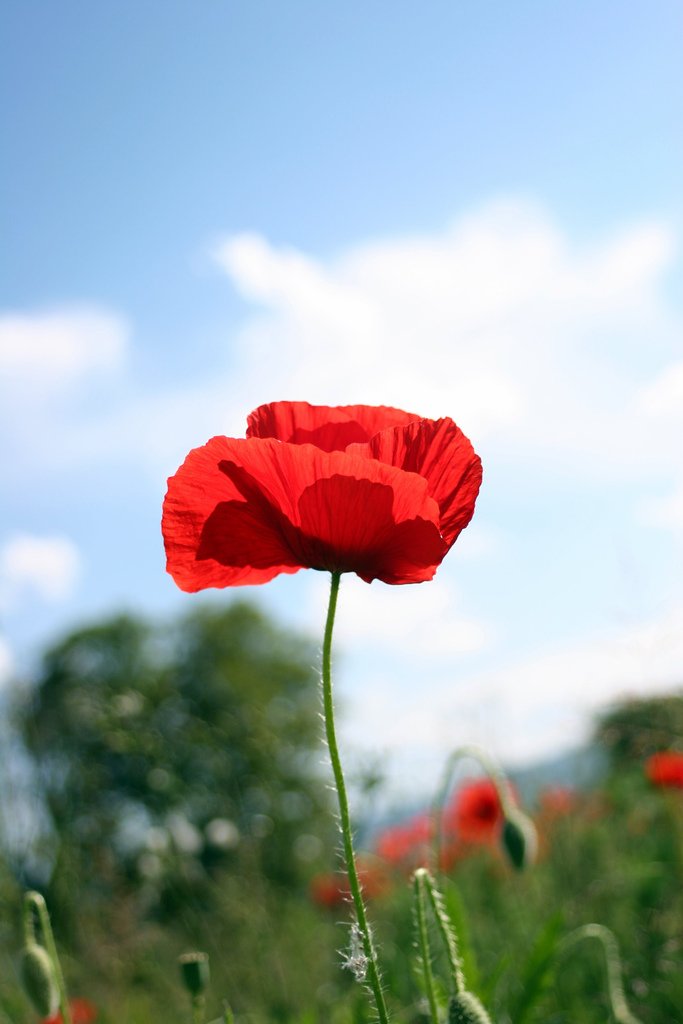 LEFAPrint's tweet image. “Naught broken save this body, lost but breath; nothing to shake the laughing heart’s long peace there, but only agony, and that has ending; and the worst friend and enemy is but Death.” #LestWeForget