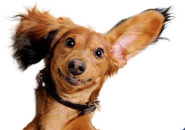 DOGGY DOGGY DOGGY DOGGY DOGGY DOGGY DOGGY DOGGY DOGGY DOGGY DOGGY DOGGY DOGGY DOGGY DOGGY DOGGY DOGGY DOGGY DOGGY DOGGY DOGGY DOGGY DOGGY DOGGY DOGGY DOGGY DOGGY DOGGY DOGGY DOGGY DOGGY DOGGY DOGGY DOGGY DOGGY DOGGY DOGGY DOGGY DOGGY DOGGY DOGGY DOGGY DOGGY DOGGY DOGGY DOWGGYY 🐶