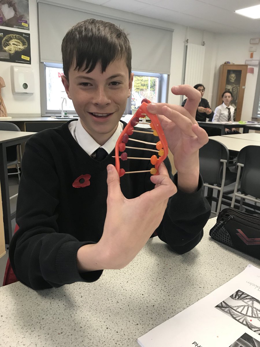 KHSScience's tweet photo. Some DNA models with s3 biology today #sweetiescience #DNA https://t.co/7ymDIrn8AR