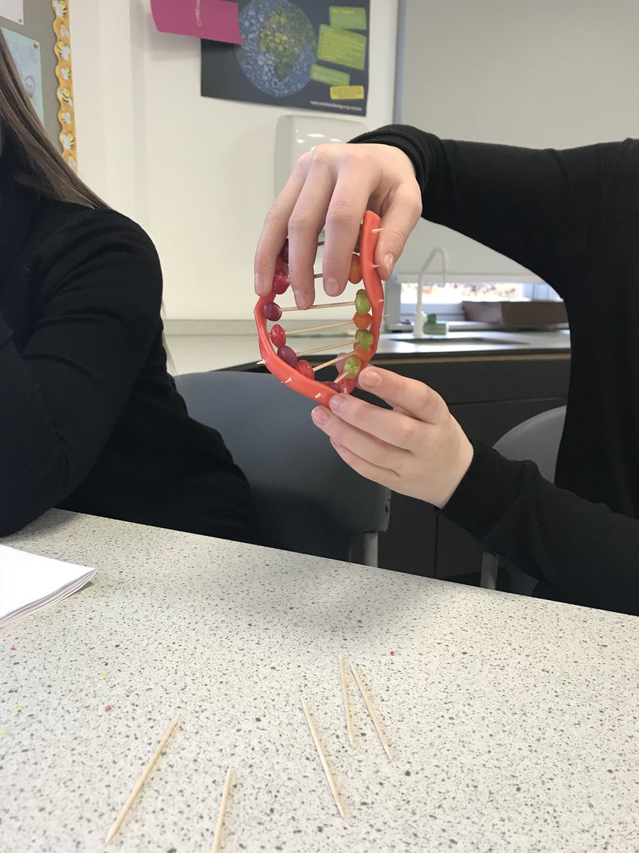KHSScience's tweet photo. Some DNA models with s3 biology today #sweetiescience #DNA https://t.co/7ymDIrn8AR