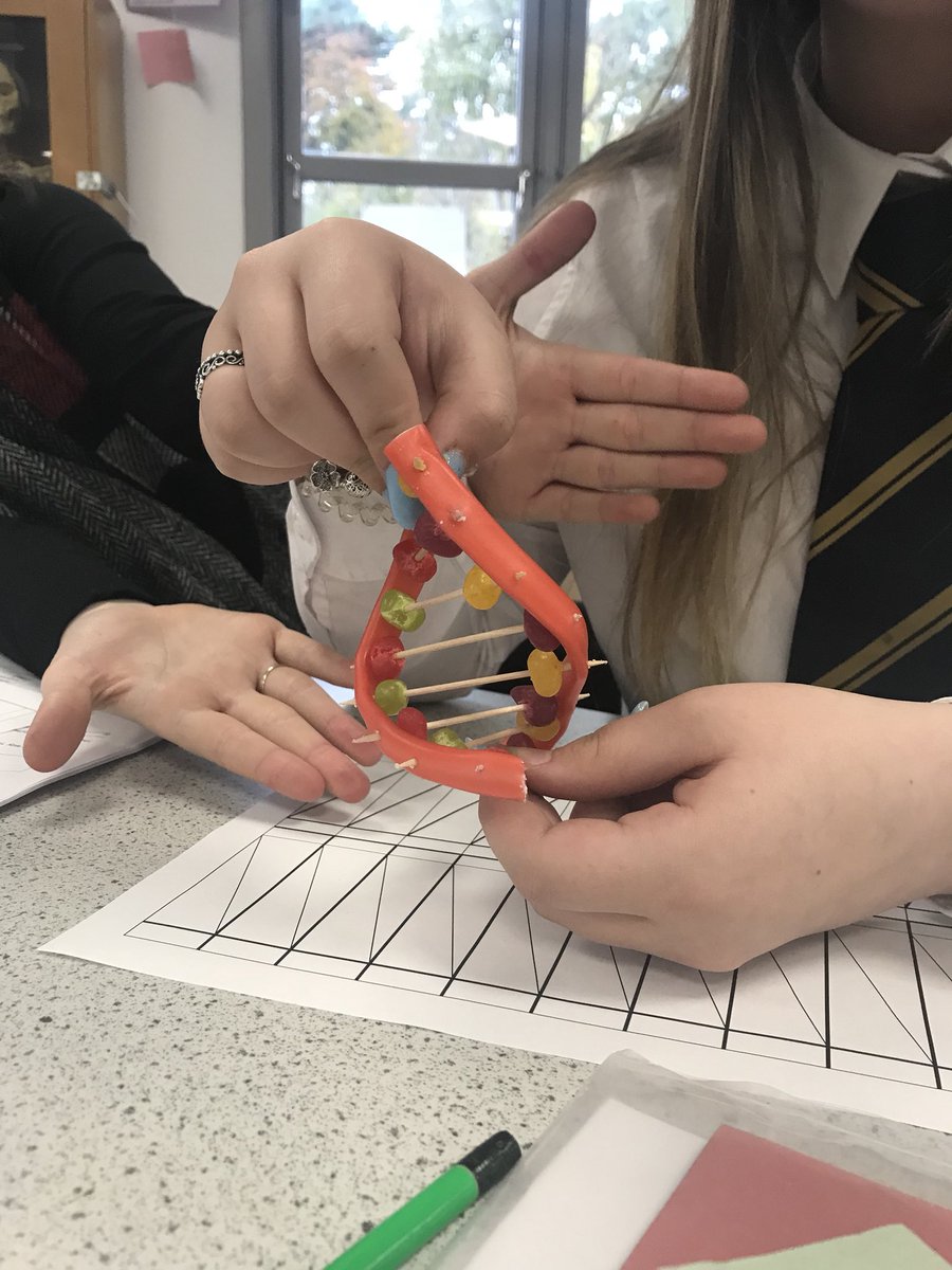 KHSScience's tweet photo. Some DNA models with s3 biology today #sweetiescience #DNA https://t.co/7ymDIrn8AR