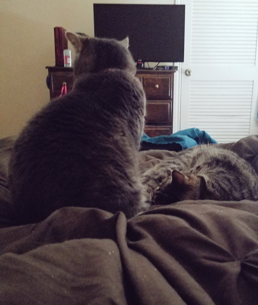 AndroKat7's tweet photo. I protec. #bigshotandlittleshot #sleepykitty https://t.co/LtJc6VlHy8