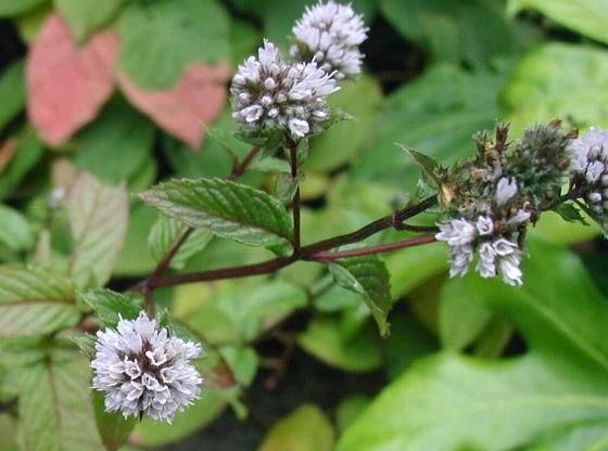 WBPest's tweet photo. Planting peppermint and spearmint around your house can help deter bugs and rodents. #WBPestControl https://t.co/6Rf3KDflBY