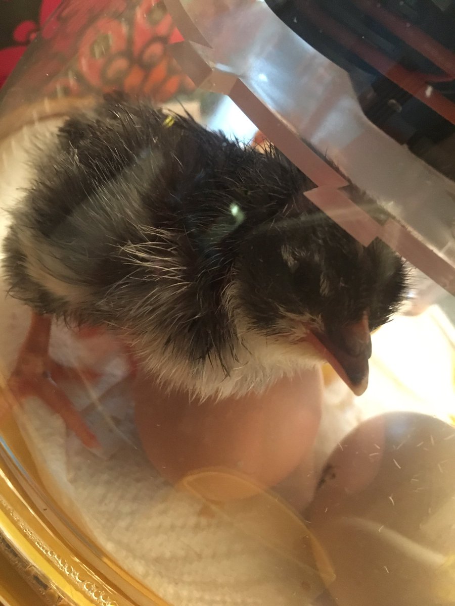 meaganehill's tweet photo. I'm a chick mom! Welcome to the world Wasabi! #chickmom #meagandoesteaching #eggtochick @agrilife @drdanawest @js19651983 https://t.co/JFXNMS4jEO