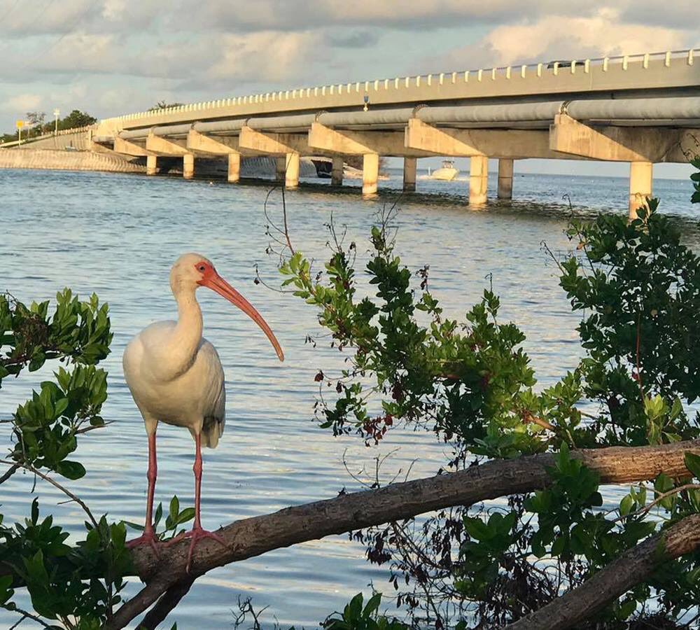 thefloridakeys's tweet photo. The #FloridaKeys are rich in "mañana mindset." Come, connect with the island chain and the spirit that defines them. Discover the Keys' connection in this week's Keys Voices blog https://t.co/Ti5i5zWH7J https://t.co/du2uWrRoSg