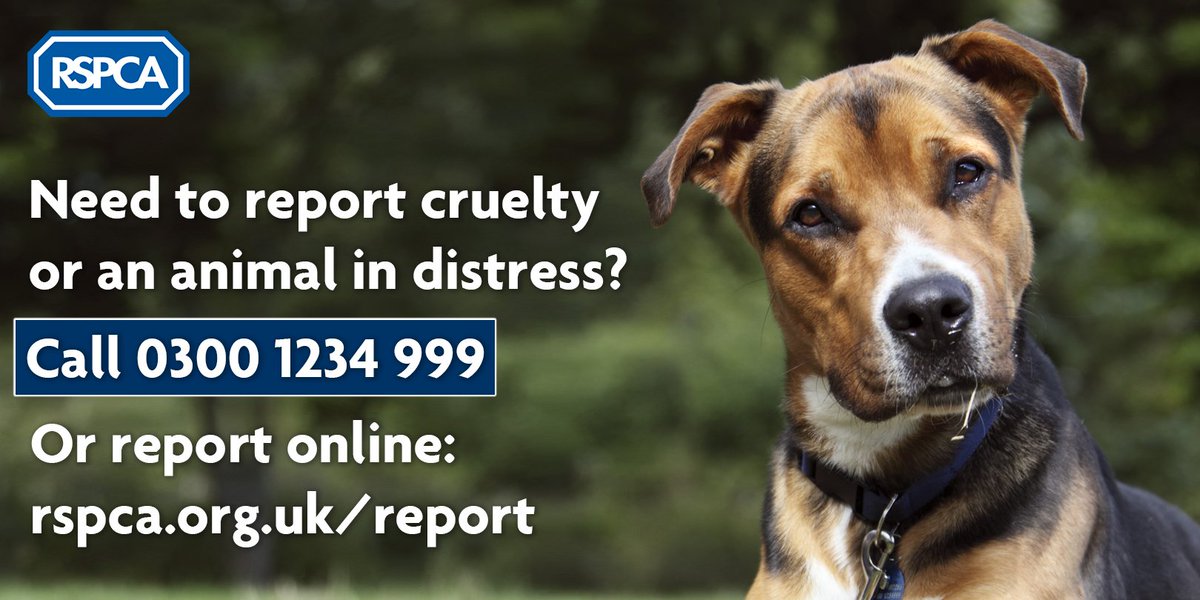 Rspca England Wales On Twitter Need To Report Cruelty Or An Animal In Distress We Can T Take Reports On Twitter So Please Call Our 24 7 Cruelty Line On 0300 1234 999