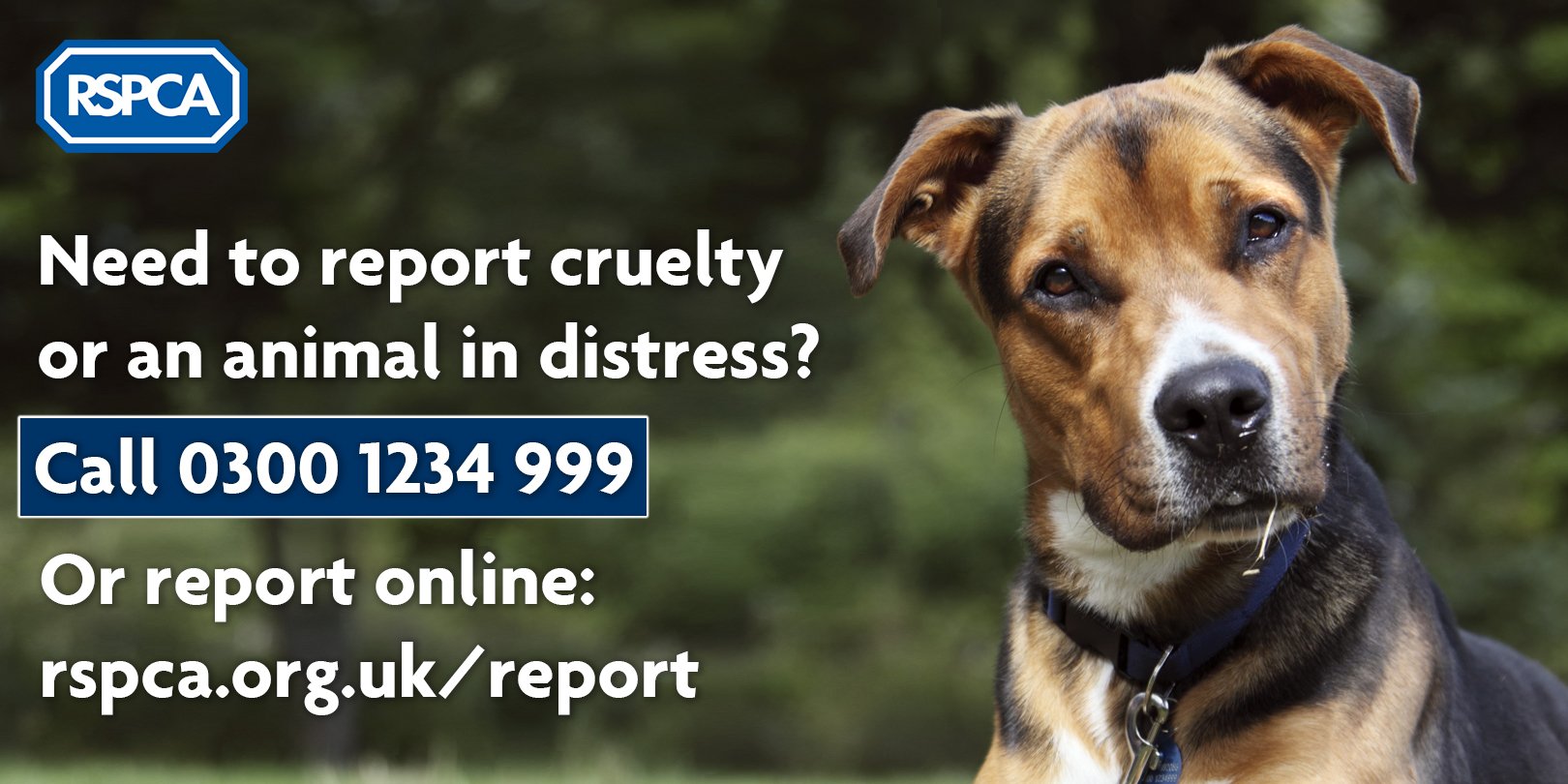 RSPCA (England & Wales) on Twitter: 
