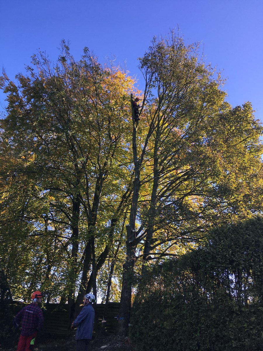 treetechnique's tweet photo. Perfect #Treesurgery weather today! #blueskies #treesurgeon #lopcombecorner #sycamore #dismantle #arborist #rigging #treetechniqe #salisbury https://t.co/uQhzNFMTo8