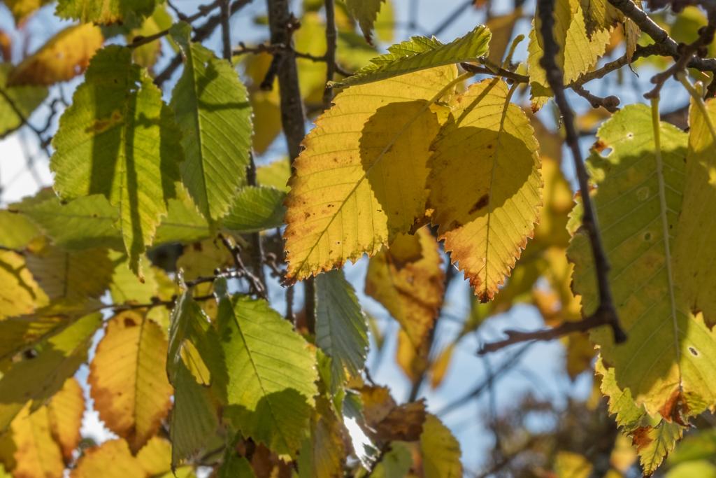 michiganstateu's tweet photo. Fall looks good on #MSU's campus. #MSUView https://t.co/seNAUzW2c0