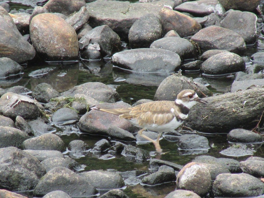 millriverpark's tweet photo. Bird of the day! Killdeer #millriverpark #birdsofmillriver #birding #Stamford #nature https://t.co/C6s2XJlNRa