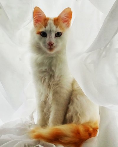 Cat_Invaders tweet picture
