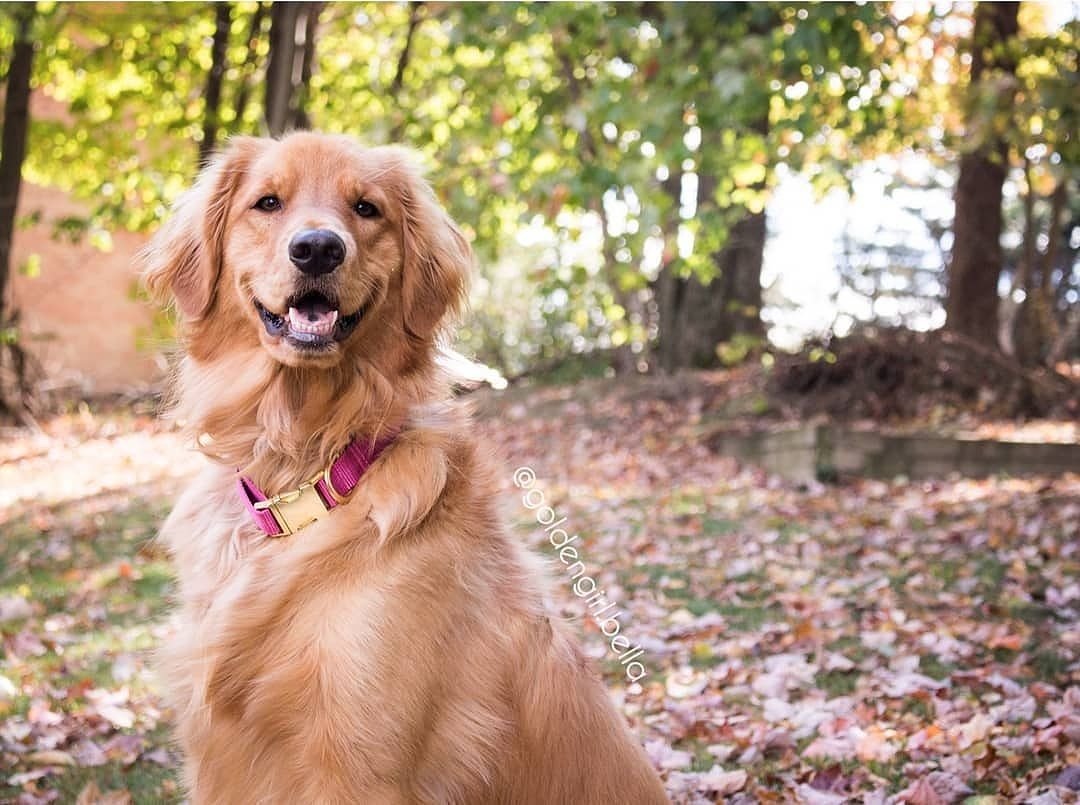 bonjourfido's tweet photo. Get ready!! We're launching our new Winter Collection tmrw 😍😘💕! Cannot wait to share it with u 💗! #SolidCollection #DogCollar #dogs #puppy #goldenretriever https://t.co/2xVK82CQeF
