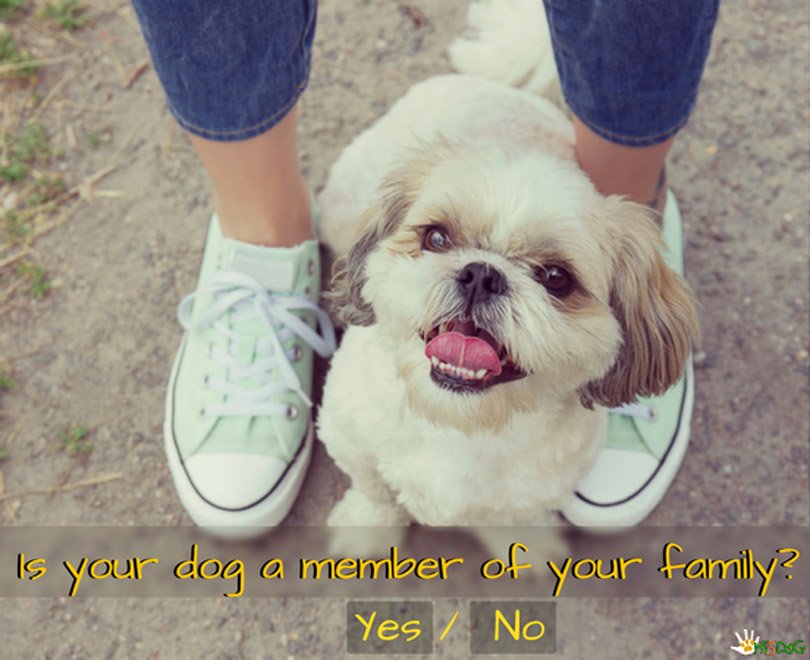Hi5Dog (@Hi5Dog) / Posts / X