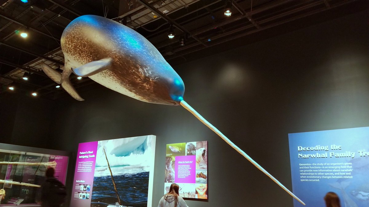dogandlionart's tweet photo. I love me some narwhals.. @SmithsonianNMNH #ArticLegend #OceanUnicorn https://t.co/8itGD641XM