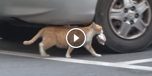 Découvrez pourquoi ce chat errant accepte uniquement la nourriture emballée 💕 ☛ bit.ly/2iF2ymq