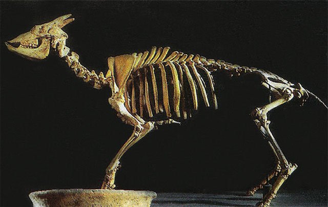 #DorotheaBate discovered &amp; described a dwarf goat, the mouse goat (Myotragus balearic), in the Balearic Islands in 1909, a previously unknown species of the subfamily Caprinae. #archeology #fossils