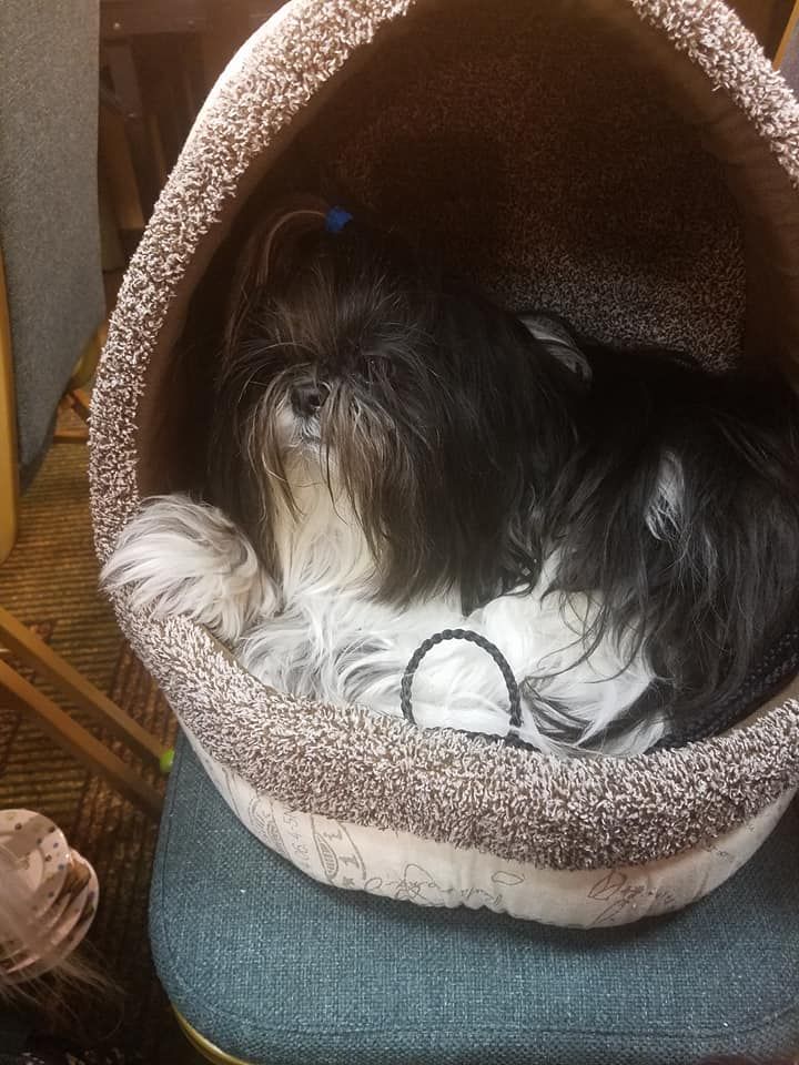 resqpups's tweet photo. The Tzu-Union was a great success and was a lot of fun for all! Thank you to everyone who came and participated!
#TzuUnion #stfbr #lotsoffโฆ https://t.co/LSaFKFOwoJ