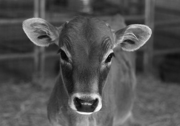 KellyLevenda's tweet photo. All #animals deserve legal protection. 💚

#cows #animallaw #animalrights https://t.co/4ysE8ZSGUH