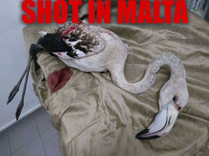 Chris Packham (@chrisgpackham) on Twitter photo Flamingoes are being shot in Malta & <a href="/BirdLife_Malta/">BirdLife Malta</a> needs all the help it can get to save birds . Pls donate tinyurl.com/ya4m8ps6 Flamingoes are being shot in Malta & <a href="/BirdLife_Malta/">BirdLife Malta</a> needs all the help it can get to save birds . Pls donate tinyurl.com/ya4m8ps6