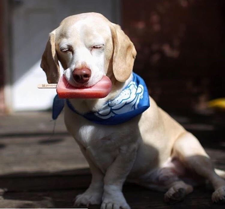 A GOOD treat for a GOOD pup!! Love this pic of our friend <a href="/myregalbeagle/">myregalbeagle</a> 🍕🐾
