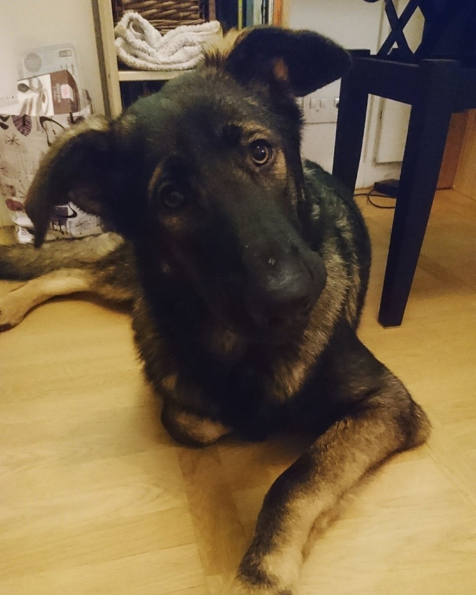 FuturChienGuide's tweet photo. 299 mention "j'aime" sur notre page Facebook ! Nox des @chienguideparis se demande bien qui sera le 300ème 😀
#chienguide #chiensguidesparis #guidedog #famillerelais #elevechienguide #futurchienguide #bergerallemand #germanshepherds #gsofinstagram #NoxChienGuide https://t.co/pMW6pxKj3z