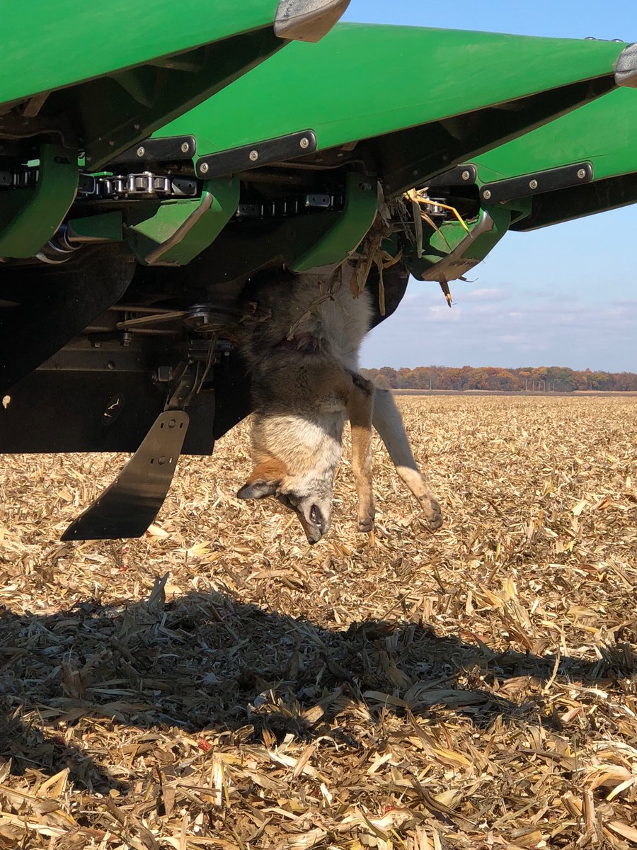 ILcornfarmer's tweet image. Catch of the Day!