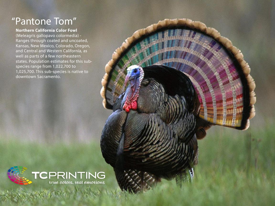 Very rare and elusive Northern California Color Fowl sighted in Sacramento <a href="/TCPrinting916/">TC Printing</a>. 
#TuesdayThoughts #TurkeyDay #pantone