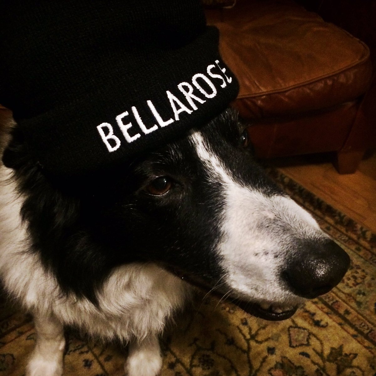We've got some snazzy beanies for sale! They are super soft and warm and will satisfy all of your beanie needs. Buy one now for you and all your human and doggo friends alike. Only a fiver, banging.