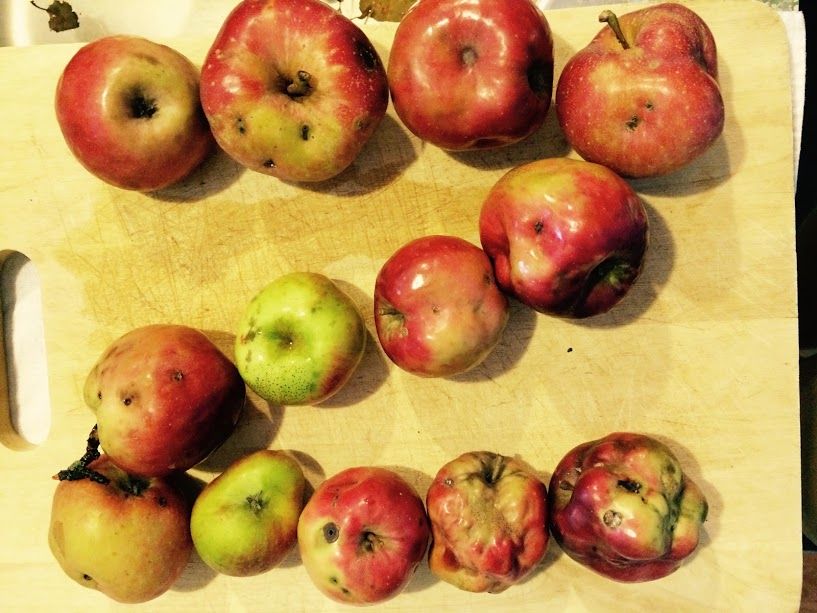 Baltimore Orchard tweet media