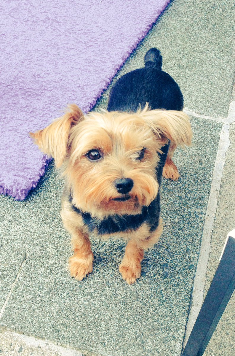 rileyred's tweet photo. @PetsatHome #VIPDec2017 Maisey my little shadow https://t.co/96OkpeZmmY
