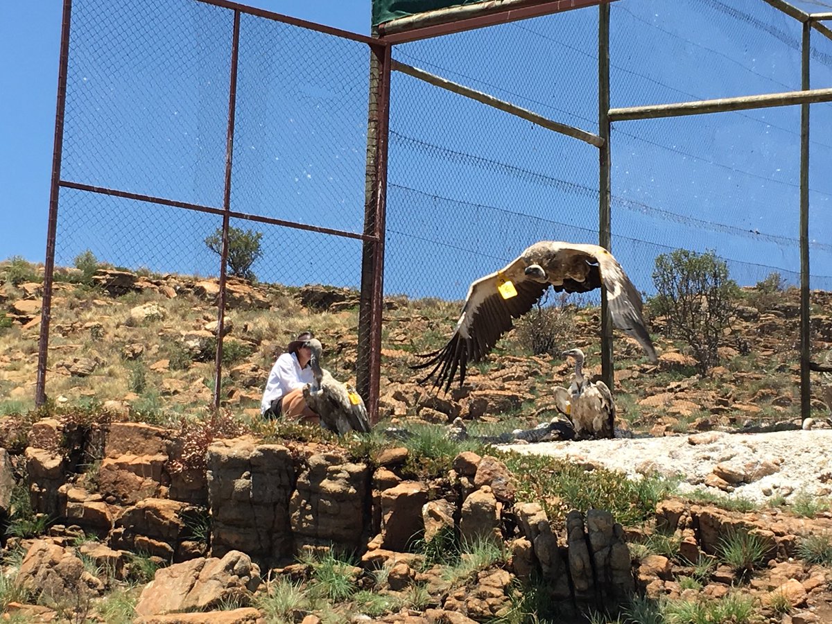 WeLoveVultures's tweet photo. Proud of this historical day. Giving captive bred and rehab Vultures their freedom. Putting back what’s been lost to the wild https://t.co/O7i5HrXRxm
