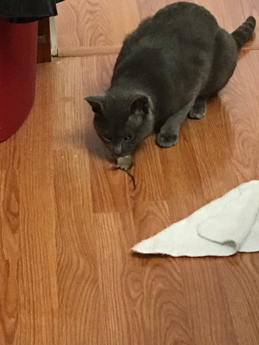 jrubalcaba07's tweet photo. Reasons why I love my cat: he catches mice so I don’t see them. #mycatrules #yesiscreamed https://t.co/cA2GlOMuQ5