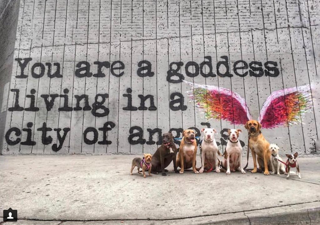 LADowntowner's tweet photo. 😂 Yes, you all are! 📸 : @theblocla #angels #pets #dogs #losangeles #dtla https://t.co/3dkH1jVHg7