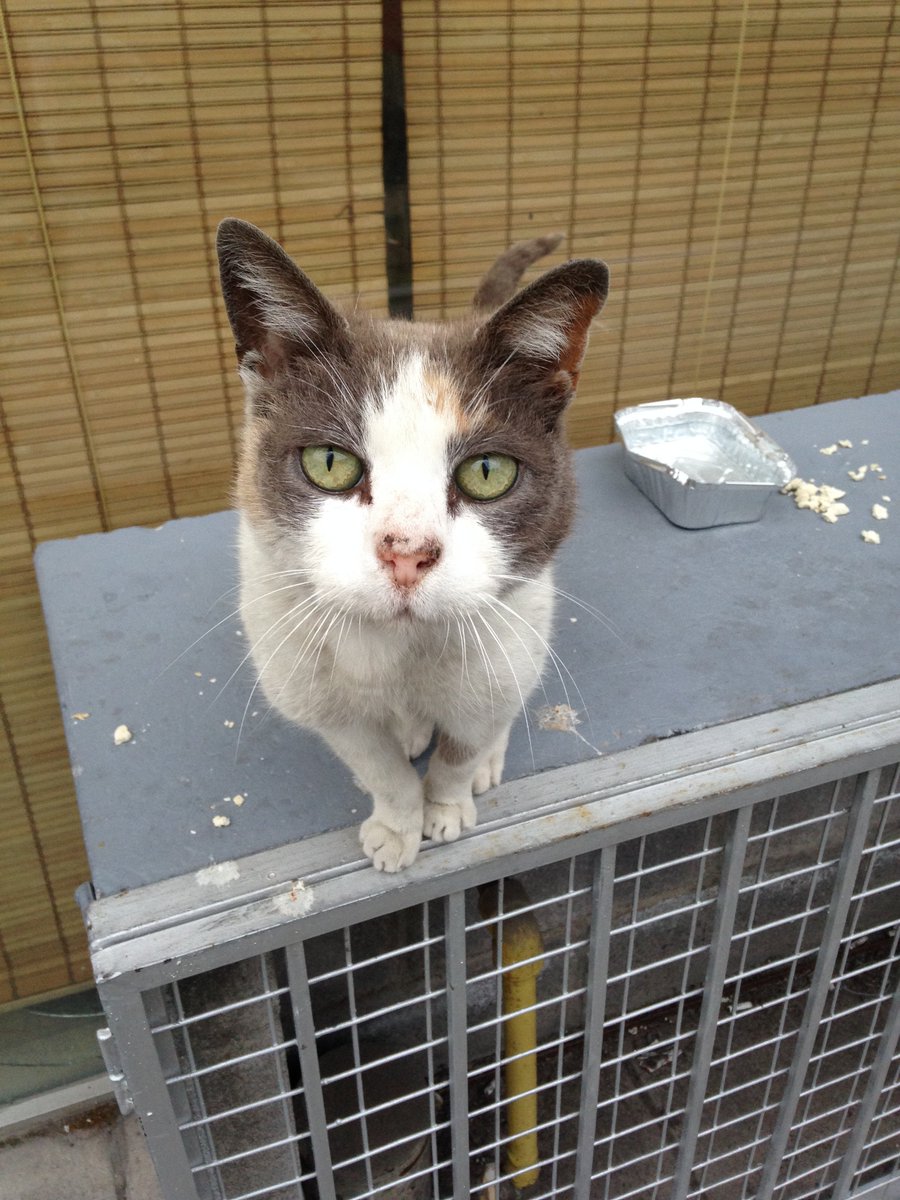 clubgaterogrupo's tweet photo. Se encontró 🐱tricolor en el strip center de eliecer parada con tobalaba, estaba ahí hace 3-4 días (le dan comida y agua). Debe estar perdida, Porfavor ayudar a encontrar a sus dueños o conseguirle un hogar Celular es el 983402161 Teresita Rt! #Samtiago #Chile #FelizMiercoles https://t.co/ZxeSpBaI6r