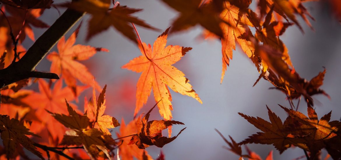 Looking for a fireside pint after a brisk autumn walk on Van Isle? We’ve got some ideas on the blog this week! ow.ly/qClN30grKqX