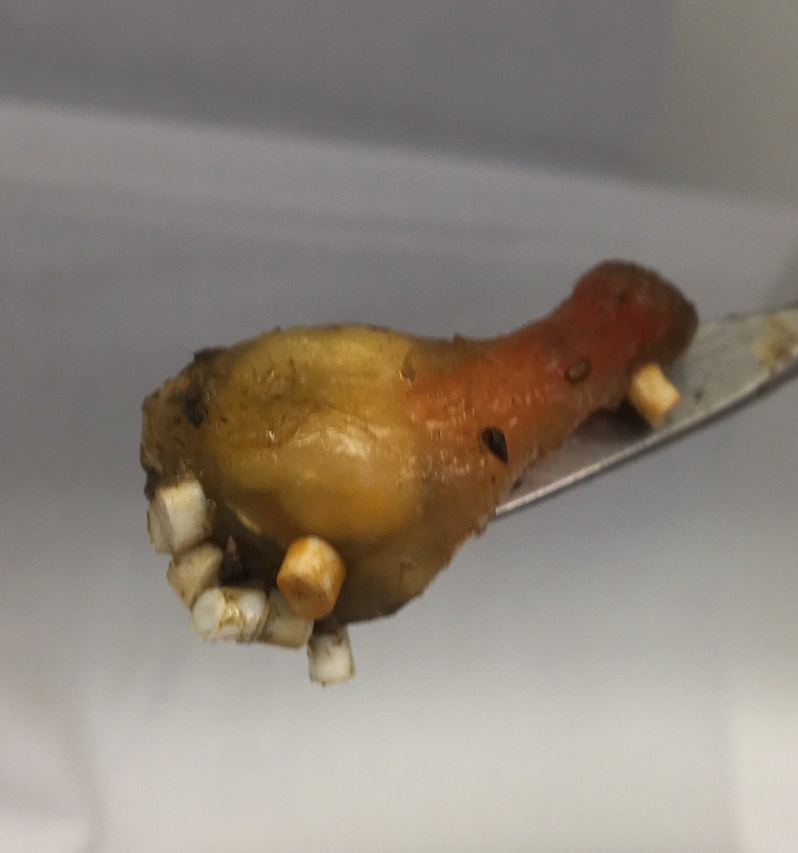 hanspeterarp's tweet photo. Marine creatures stuck to #microplastic from our weathering exposures in #Oslofjord. @JPIOceans #Weathermic @InfoNGI @forskningsradet @miljodir https://t.co/P5WrQ4TYJL