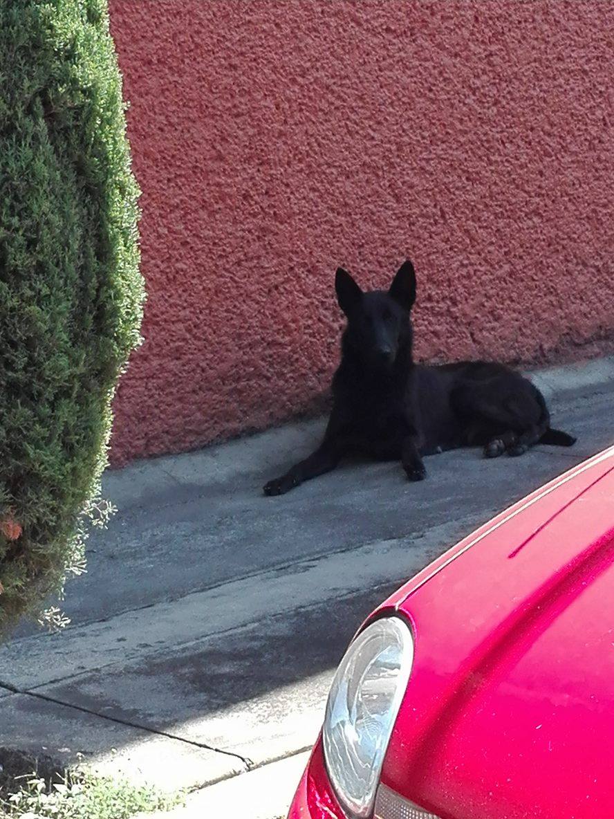 Perrita lleva 1 dia en la cuadra, pero no se deja agarrar.Cerca de Colegio Heraldos de Mexico Secundaria