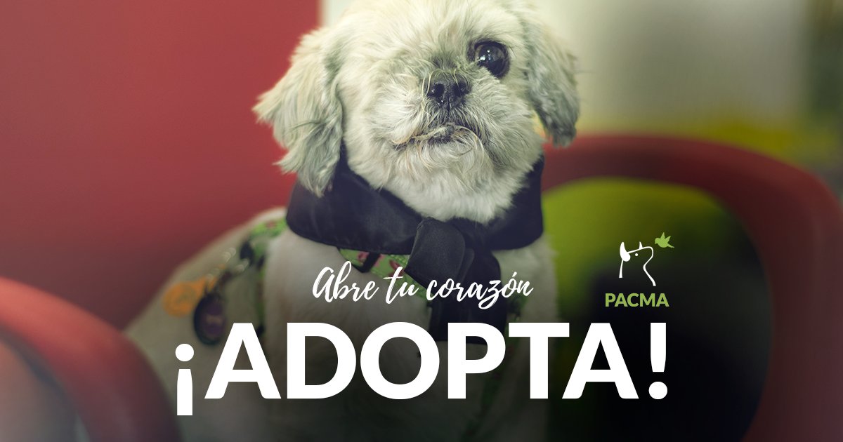 PartidoPACMA's tweet photo. Adoptar es regalar una segunda oportunidad a quien más lo necesita. 🐱🐶

¡#AdoptaFelicidad en tu protectora más cercana! 💚 https://t.co/NzLb76yv68