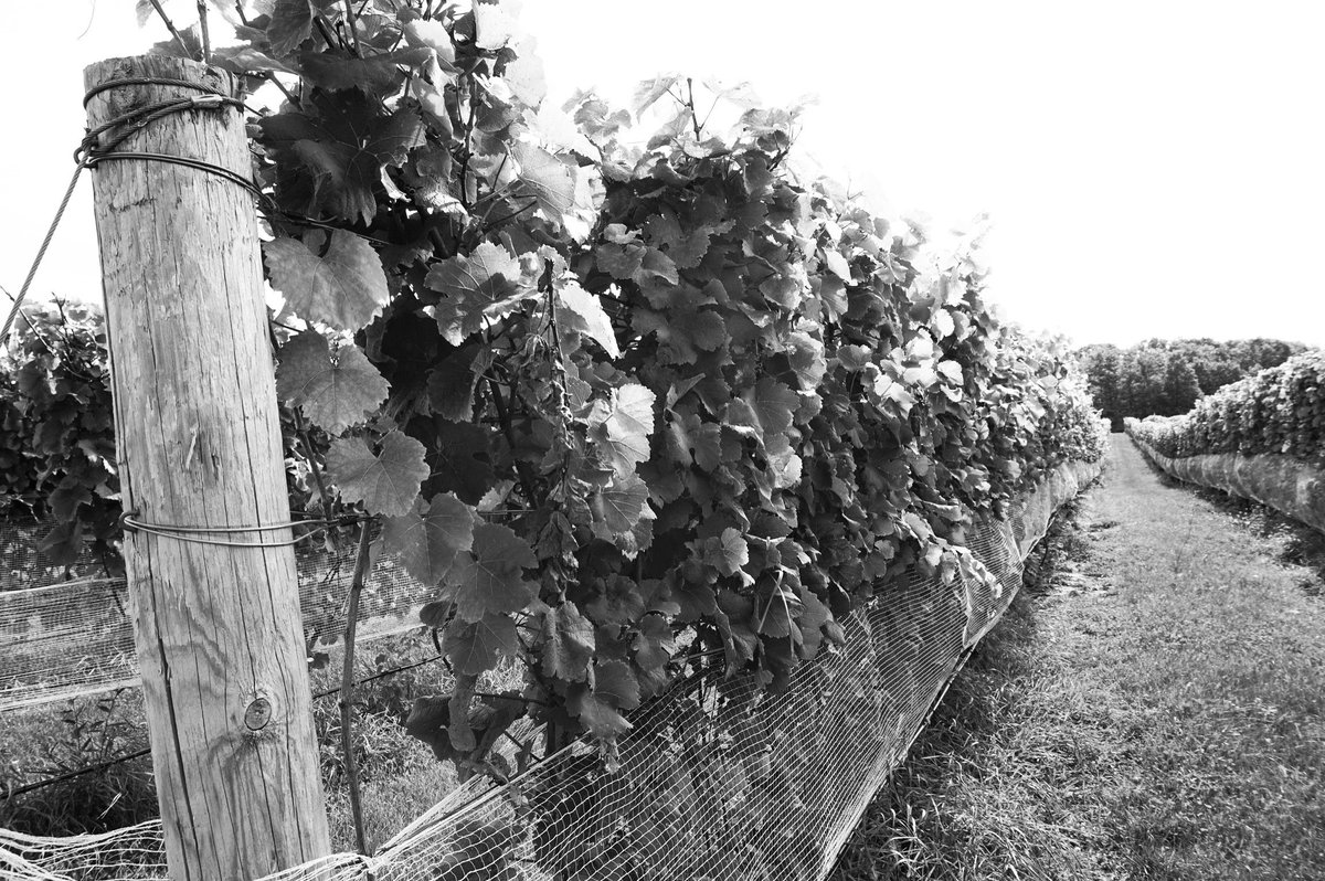 OldMissionTours's tweet photo. November is in full swing, and it's still gorgeous on #OldMissionPeninsula :: #wine #winetour #traversecity #tcmi #downtowntc https://t.co/Z7MEyWbTxT