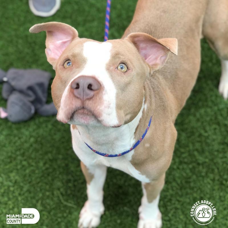 AdoptMiamiPets's tweet photo. Hello humans, my name is Bella #A1900345!  I am a friendly, two-year-old #Terrier mix. I love playing with toys and long walks! Take me home! https://t.co/8CwKfkkdBQ