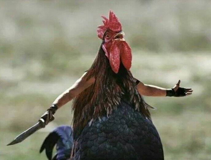 Splenduryindus's tweet photo. Quoi?!! Ta dis que t'allais faire un coq au vin ??! Viens j't'attend !!!! https://t.co/4PXujhChWB