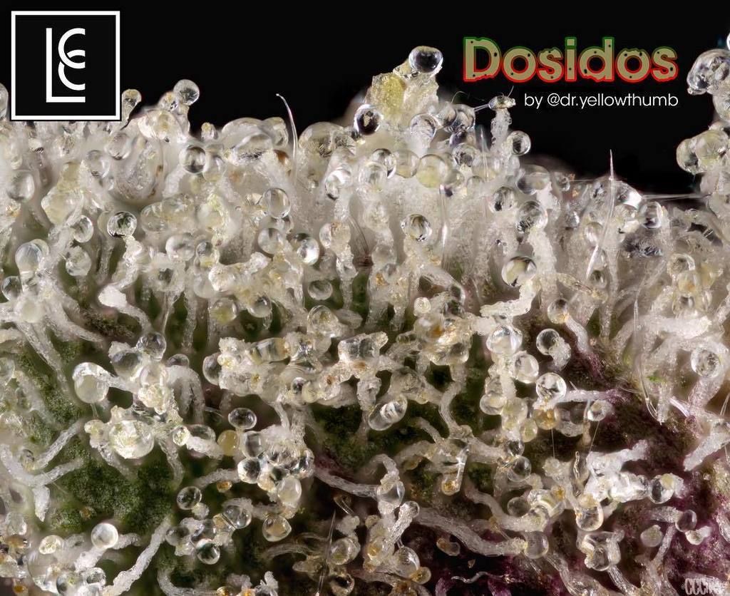 LeftcoastC's tweet photo. Setting the Tone while appreciating endless Trichomes 🍁: Dosidos by @dr.yellowthumb 📸: @ccchase420 #THeConnoisseurcollective #SDtakeover https://t.co/Dr58G9e1Mq